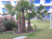 Communal Gardens